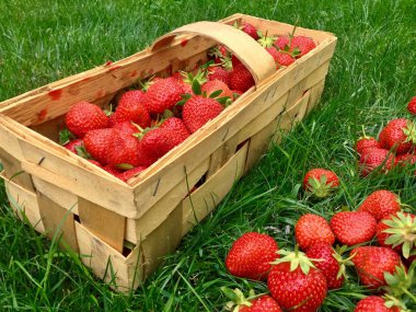 güzel kırmızı çilek