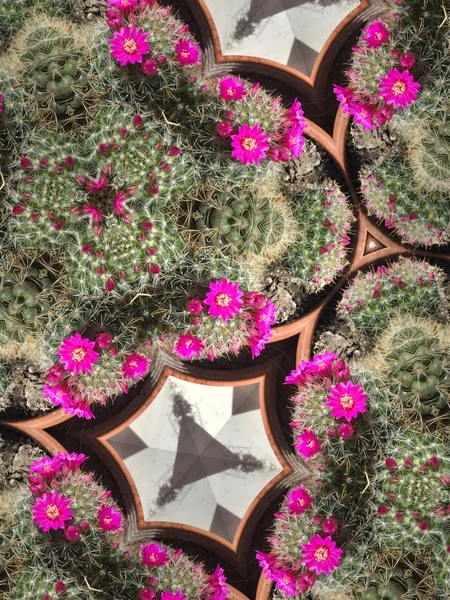 Kalejdoskop blomma bakgrund — Stockfoto