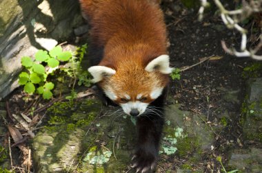 Red panda Himalayalar