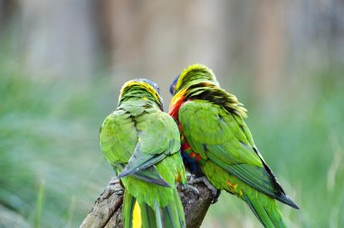 güzel gökkuşağı Lori