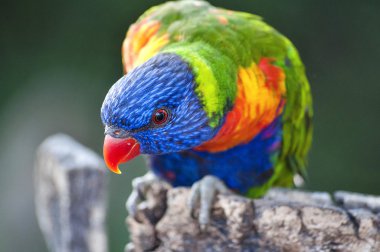 güzel gökkuşağı Lori