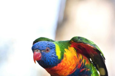 güzel gökkuşağı Lori