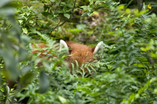 Red panda himalayas — Stock Photo, Image