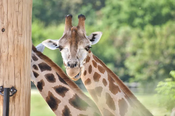 Jirafa en la naturaleza — Foto de Stock