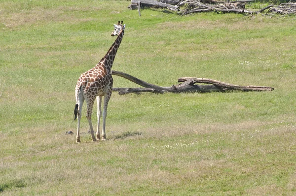 Jirafa en la naturaleza — Foto de Stock