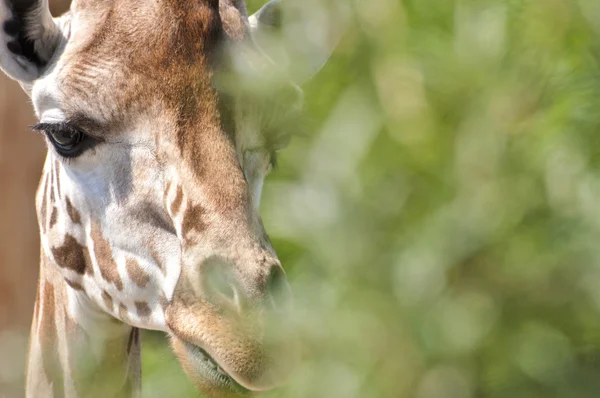 Jirafa en la naturaleza — Foto de Stock