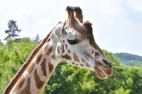 Jirafa en la naturaleza — Foto de Stock