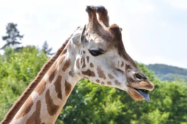 Jirafa en la naturaleza — Foto de Stock