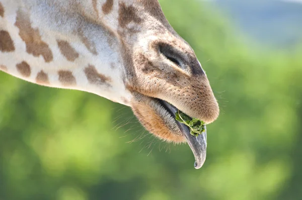 Jirafa en la naturaleza — Foto de Stock