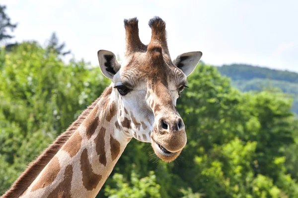 Jirafa en la naturaleza — Foto de Stock