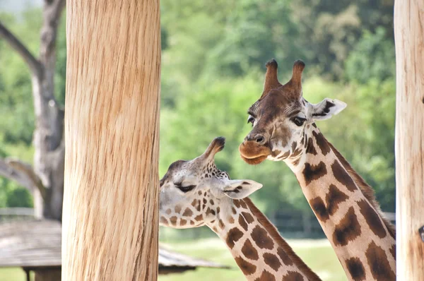 Giraffe in nature — Stock Photo, Image