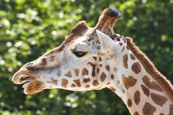 Jirafa en la naturaleza — Foto de Stock