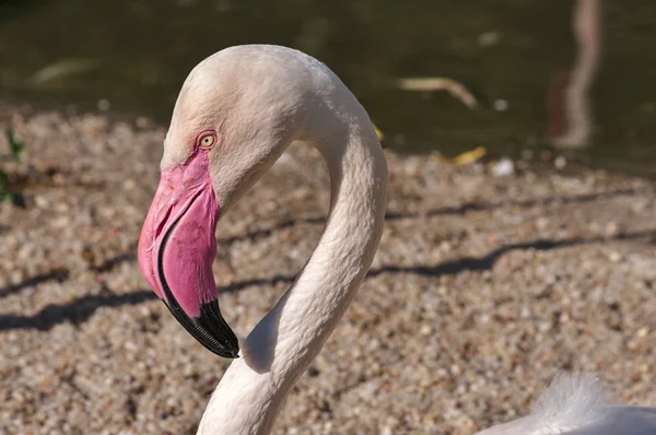 Flamingo in nature — Stock Photo, Image