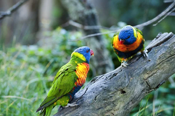 Mooie regenboog vogels — Stockfoto