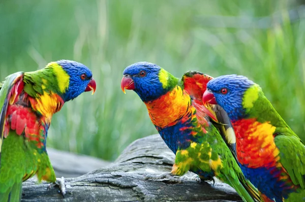 Piękny Rainbow Lorikeet — Zdjęcie stockowe