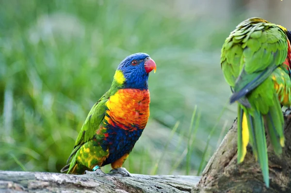 Mooie regenboog vogels — Stockfoto