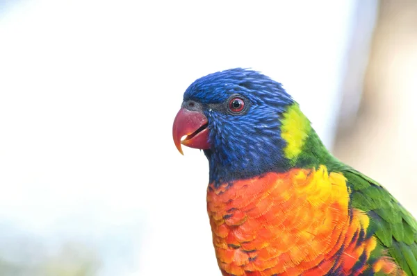 Belo Rainbow Lorikeet — Fotografia de Stock