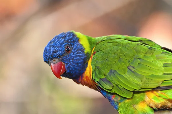 Mooie regenboog vogels — Stockfoto