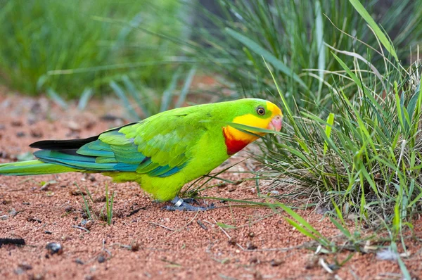Zelený papoušek v přírodě — Stock fotografie