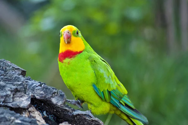 Grön papegoja i naturen — Stockfoto