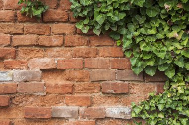 Sarmaşıklı tuğla duvar