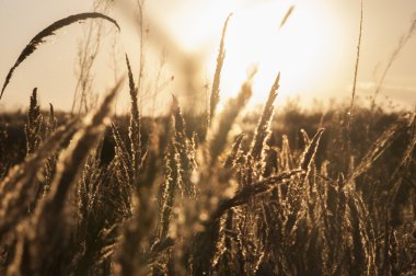 bokeh ile günbatımı arka plan