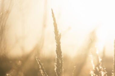 Çim günbatımı bokeh