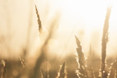 Çim günbatımı bokeh