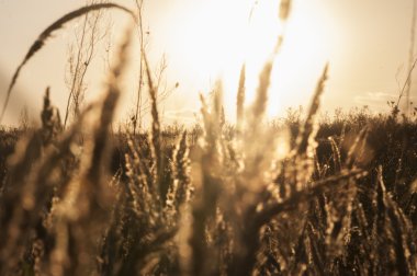 bokeh ile günbatımı arka plan