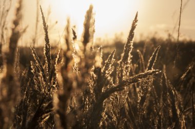 bokeh ile günbatımı arka plan