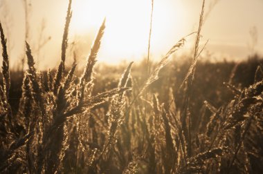 bokeh ile günbatımı arka plan