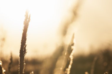 Çim günbatımı bokeh