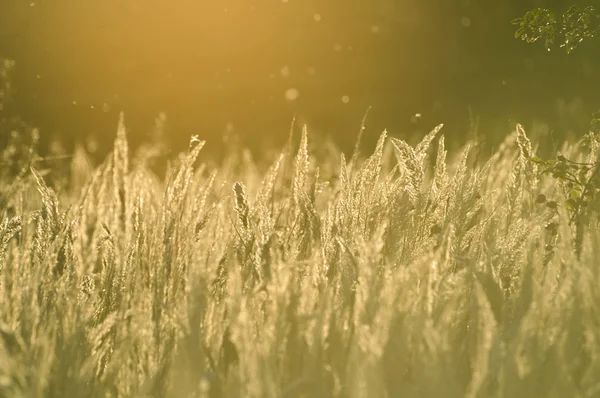 Pôr do sol campo de grama — Fotografia de Stock