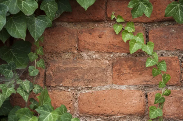 Ściana murowana z bluszczem — Zdjęcie stockowe