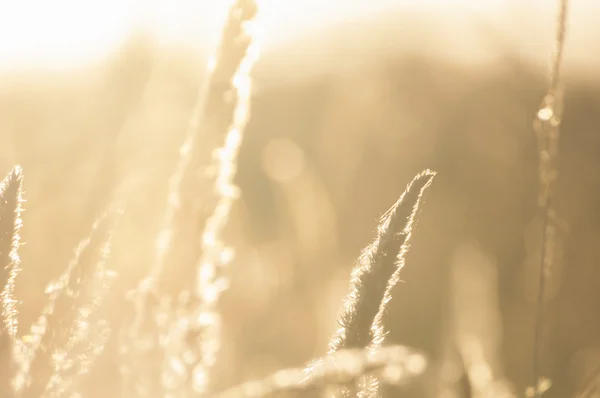 Trawa zachód bokeh — Zdjęcie stockowe