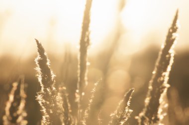 Çim günbatımı bokeh