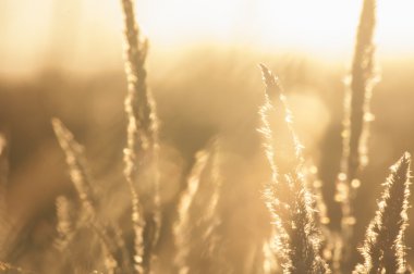 Çim günbatımı bokeh