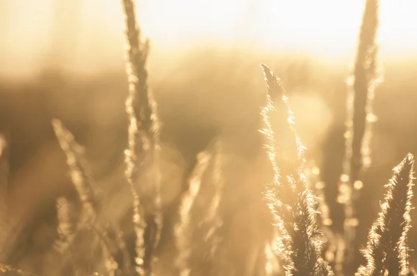 Закат травы боке — стоковое фото