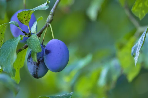 Plums on branch — Stock Photo, Image