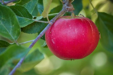 elma ağacı üzerinde