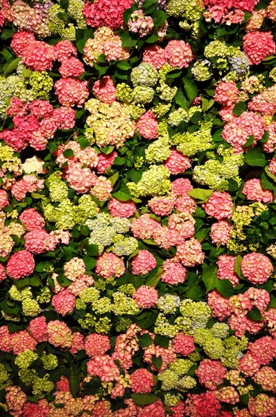 Hortensia — Foto de Stock