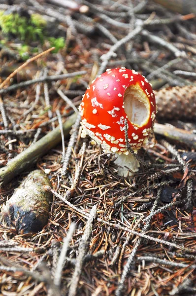 Cogumelo na floresta — Fotografia de Stock