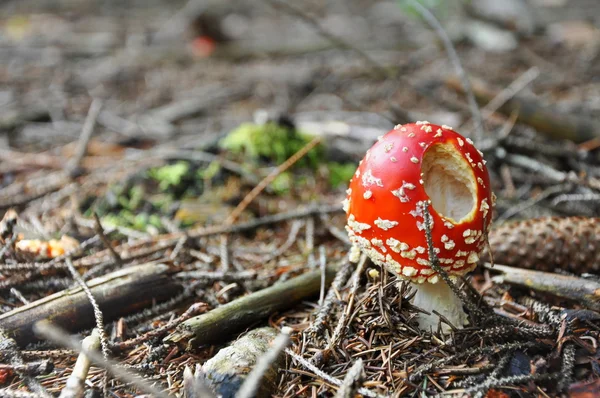 Cogumelo na floresta — Fotografia de Stock