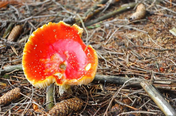 Svamp i skogen — Stockfoto