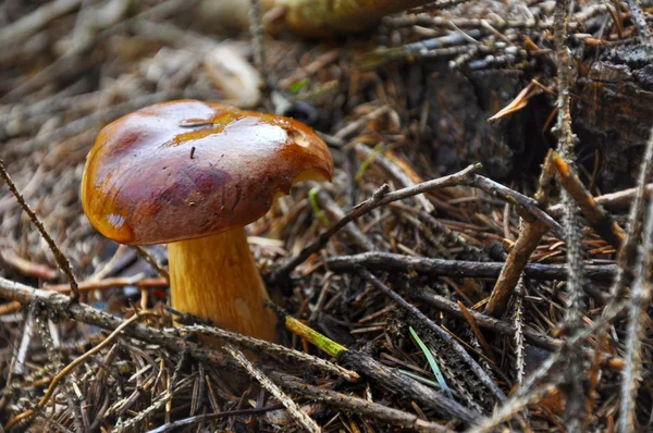 Champignon in bos — Stockfoto