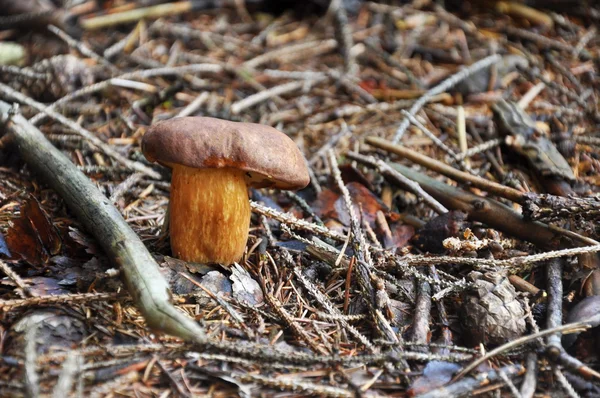 Pilz im Wald — Stockfoto