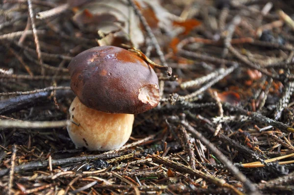 Cogumelo na floresta — Fotografia de Stock