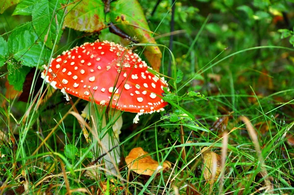 Ormanda mantar — Stok fotoğraf