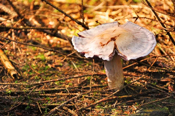 Svamp i skogen — Stockfoto