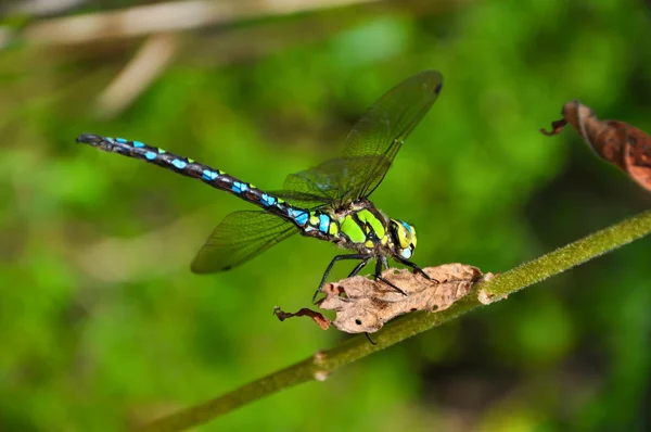 Libelle — Stockfoto